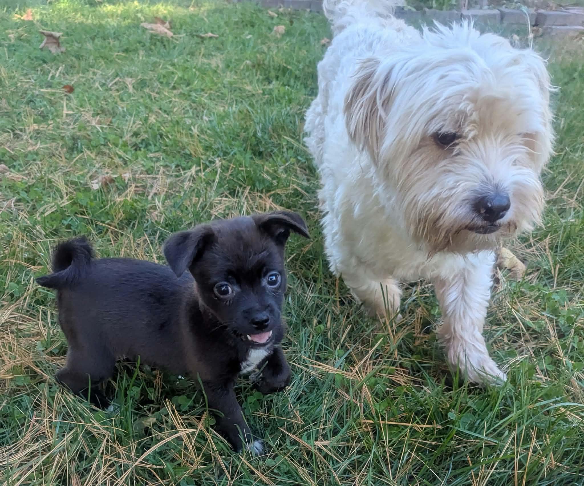 Enlarge Joey and Janey, a Adoptable mixed breed in Yorkville, IL image 5/5