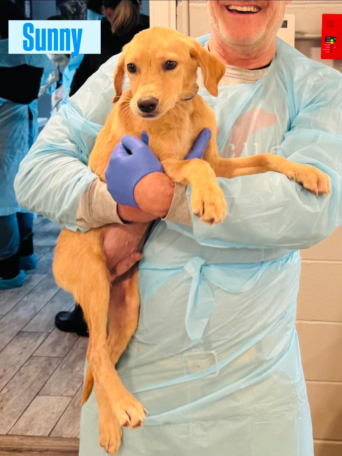Enlarge Sunny, an adopted Labrador Retriever in Rock Hill, NY image 1/1