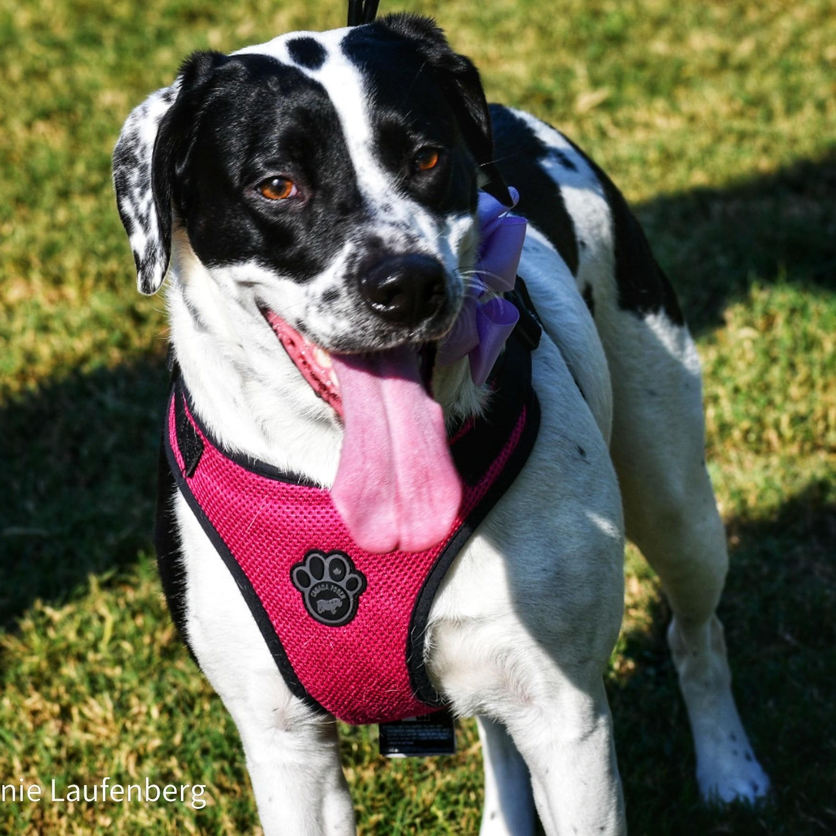 Enlarge MOBIE  (Loving, Kind, Calm Inside, Playful Outside, Loves Pets), a Adoptable mixed breed in Roanoke, VA image 6/6
