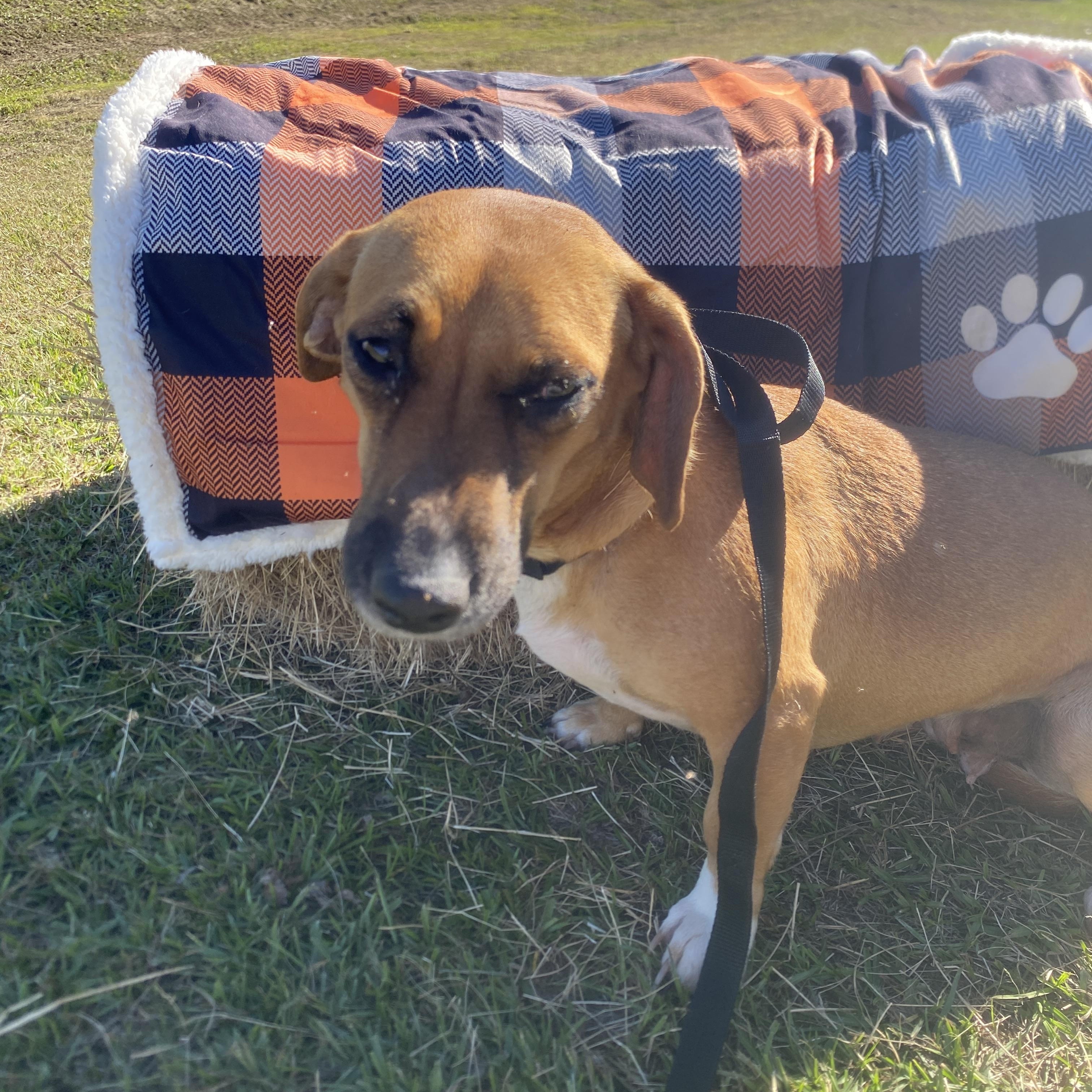 Winter, a Adoptable Mixed Breed in Lakeland, GA image 2/2