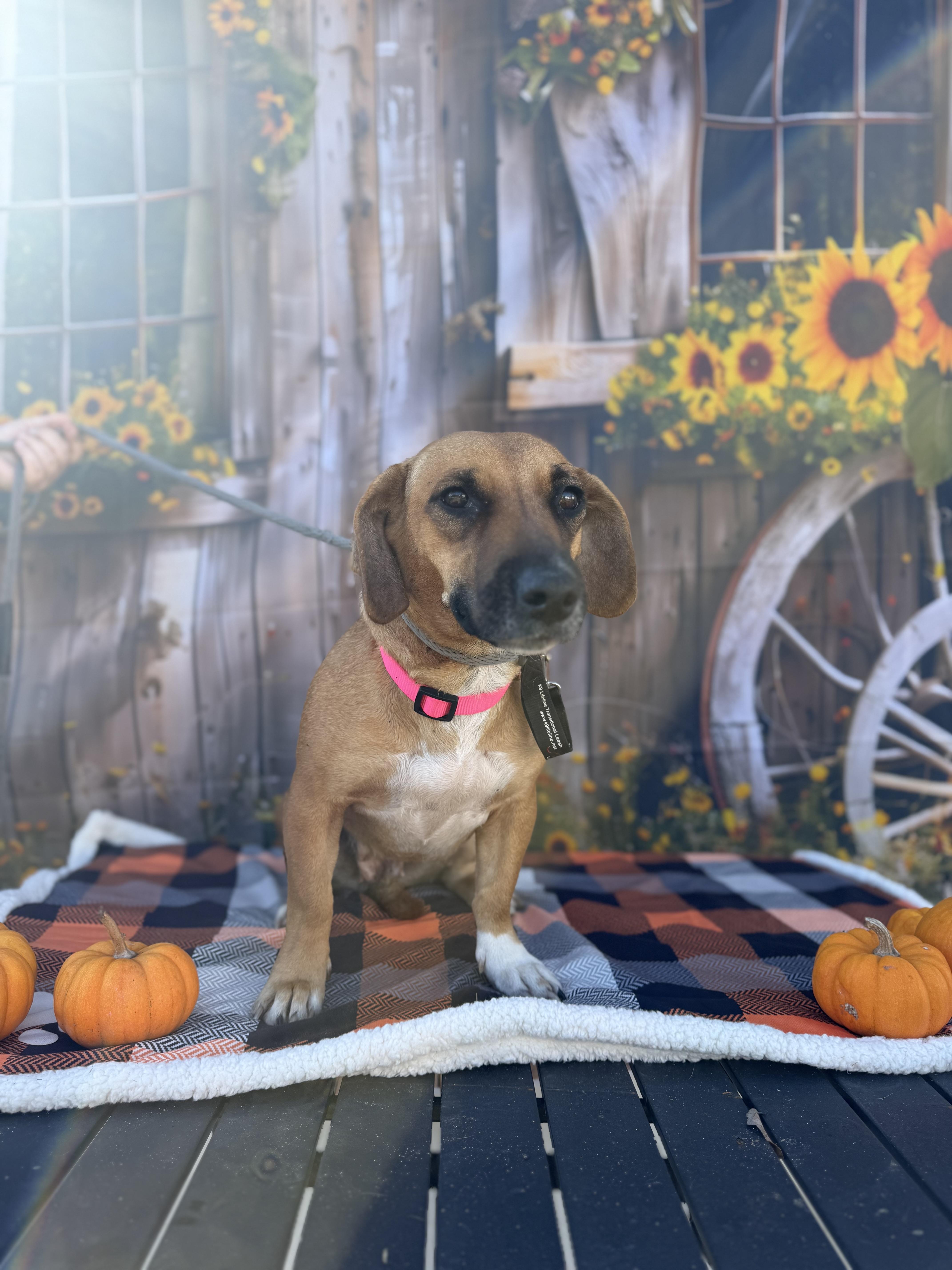 Winter, Adoptable, Adult Female Mixed Breed.