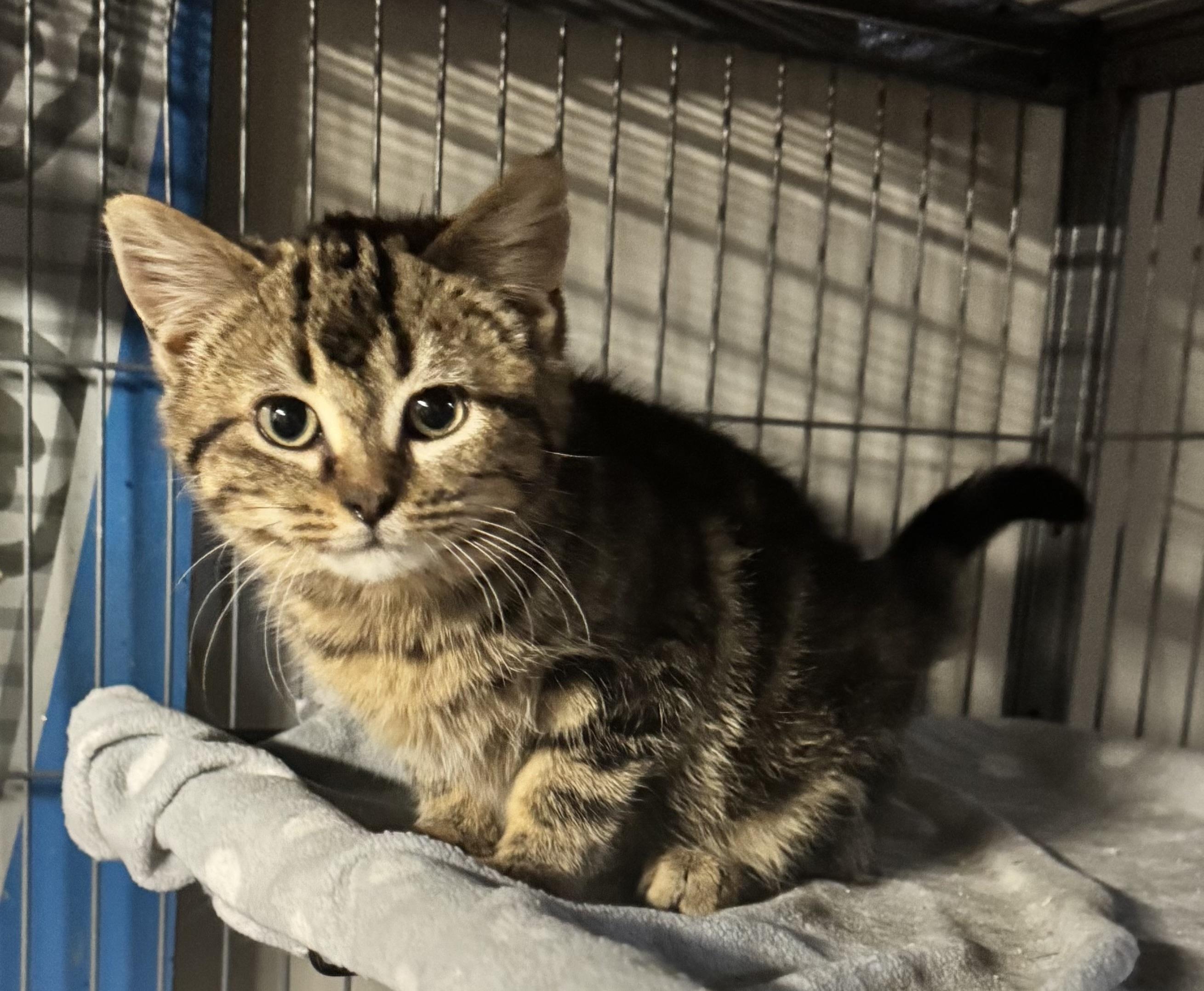 Coco-Nut, adopted, Kitten Female Tabby.