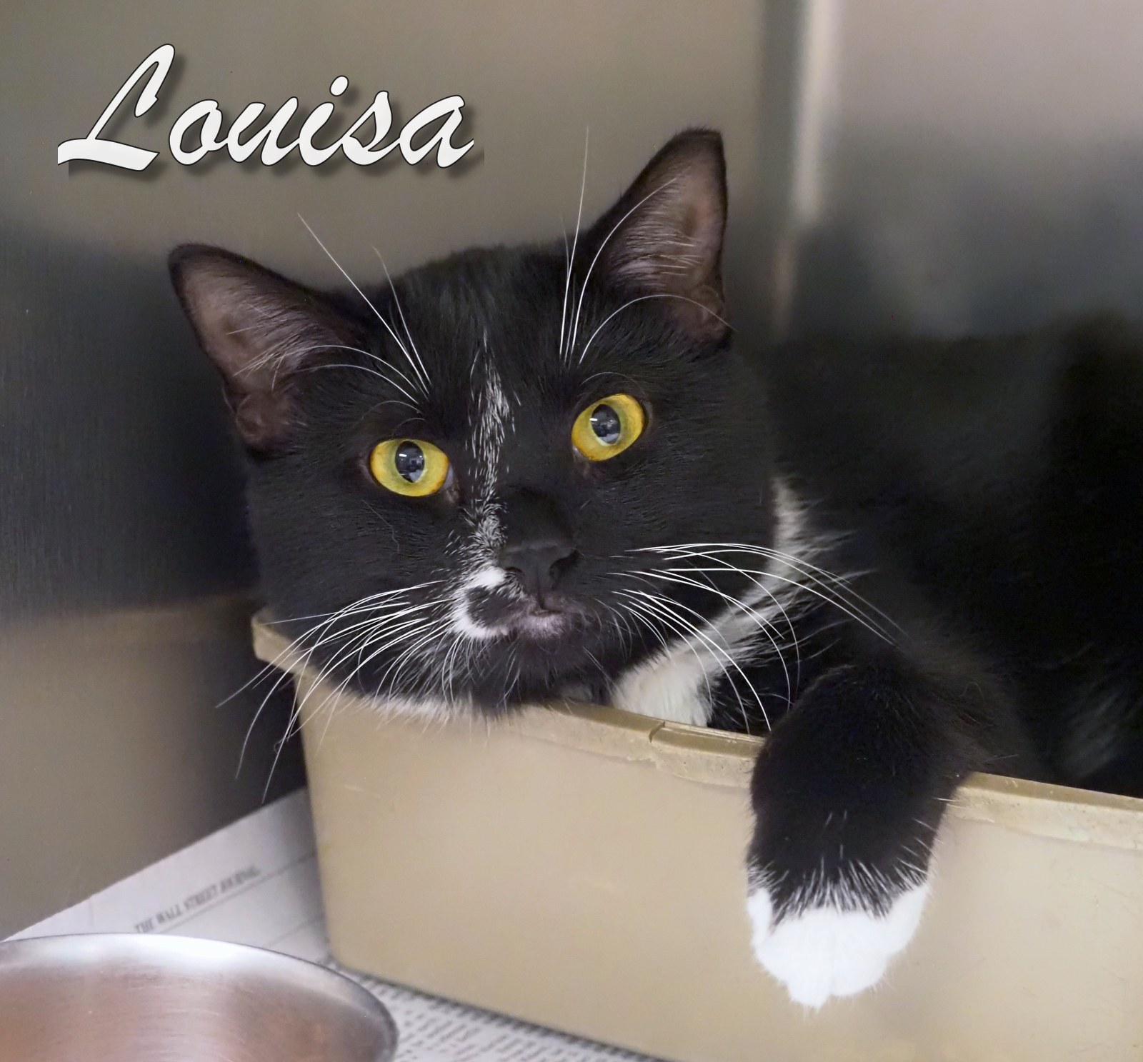 Louisa, Adoptable, Young Female Domestic Short Hair.
