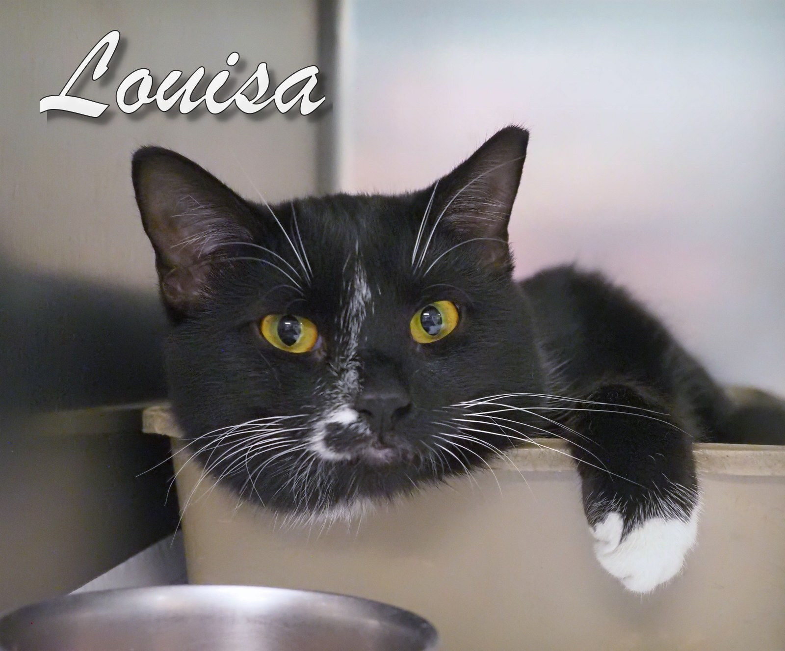 Louisa, a Adoptable mixed breed in Cape May Court House, NJ image 2/6