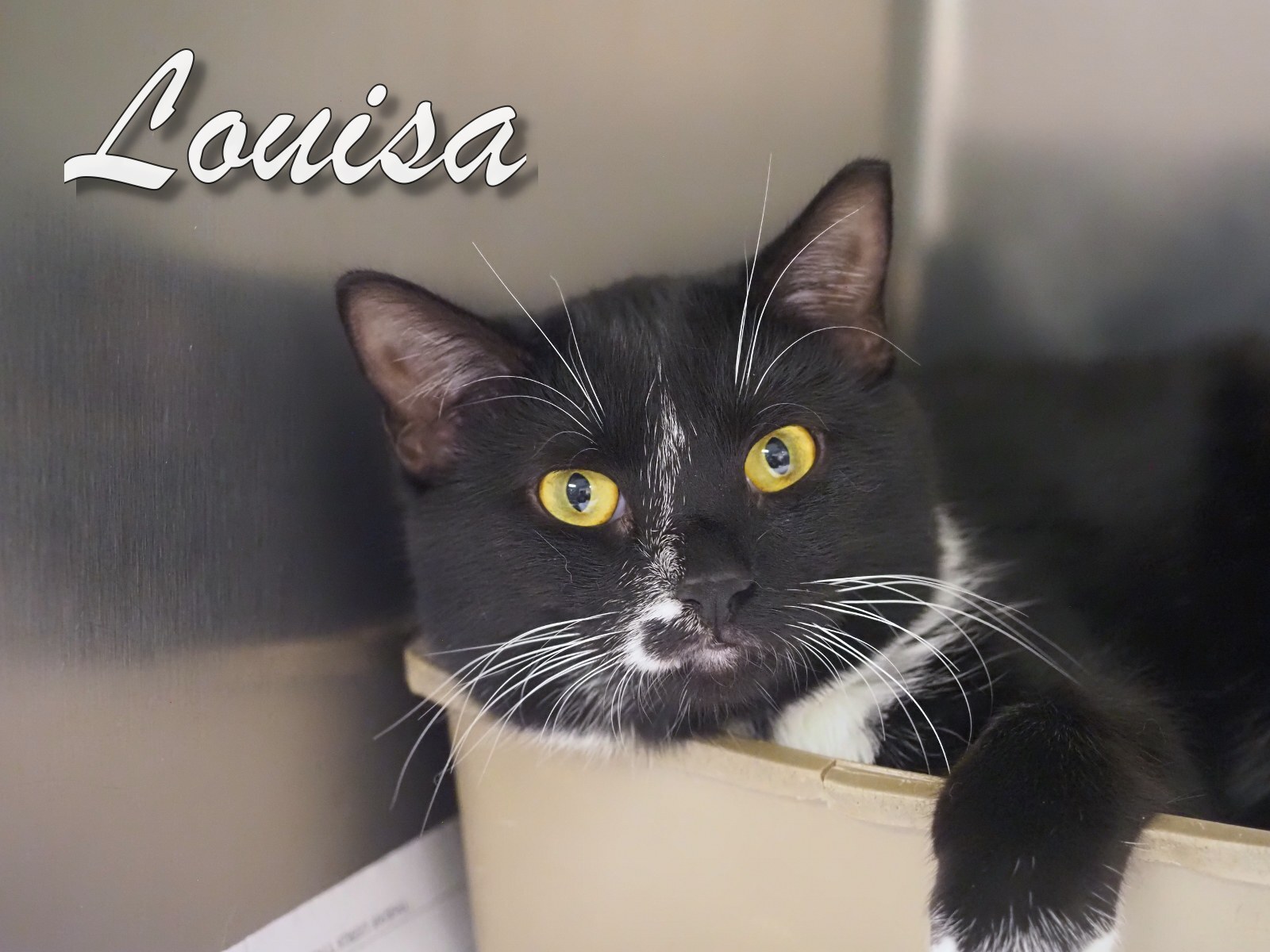 Louisa, a Adoptable mixed breed in Cape May Court House, NJ image 3/6