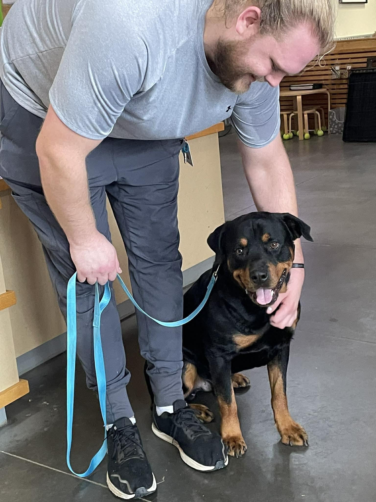 DAXON, ADOPTABLE, Adult Male Rottweiler.
