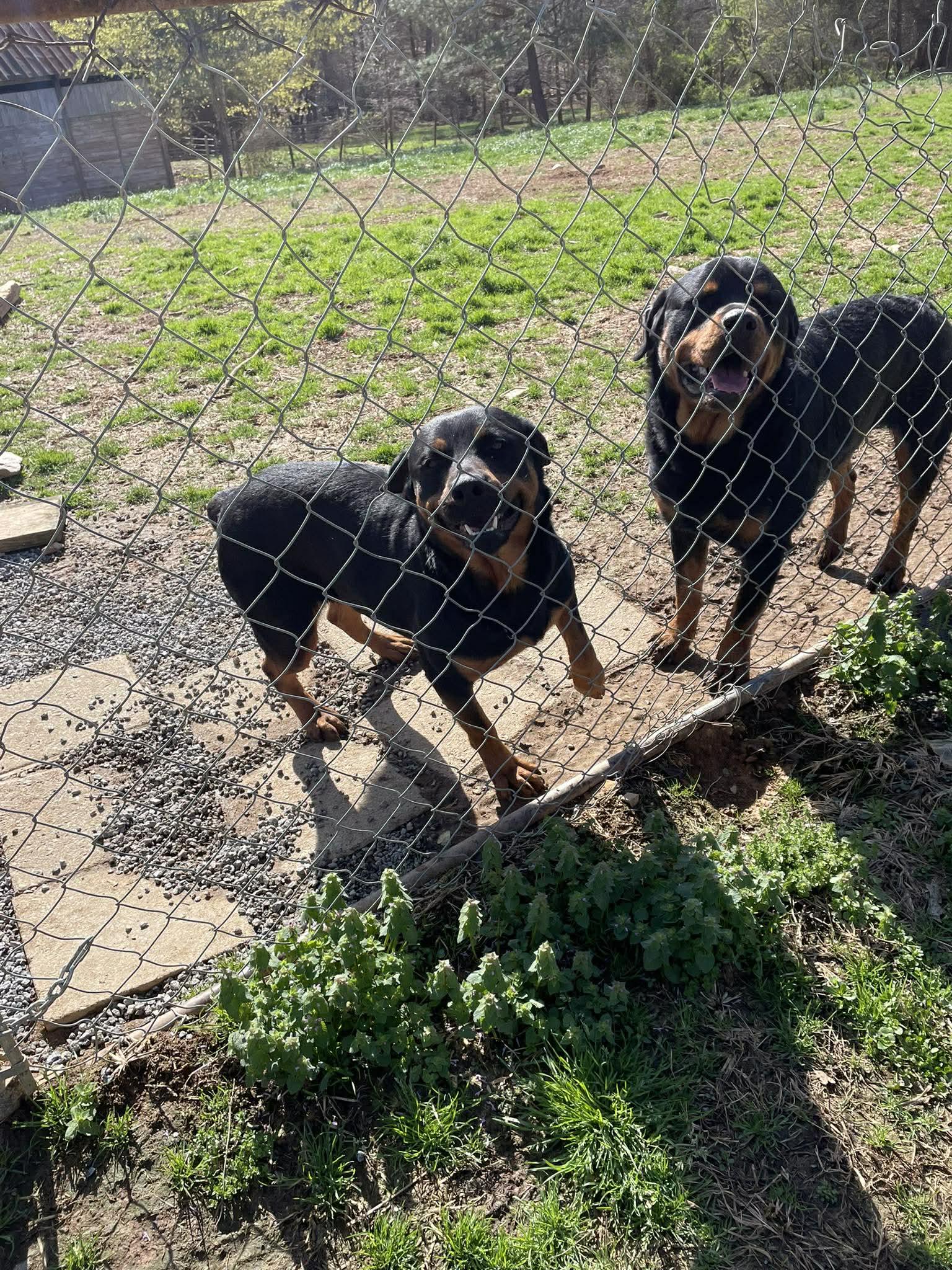 Enlarge DAXON, a ADOPTABLE Rottweiler in Chapel Hill, NC image 3/5