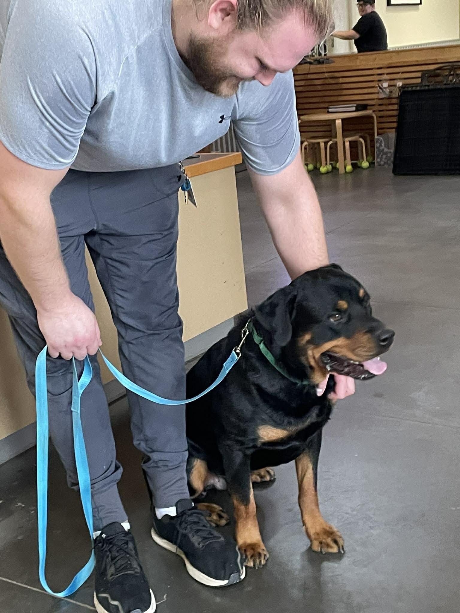 Enlarge DAXON, a ADOPTABLE Rottweiler in Chapel Hill, NC image 4/5