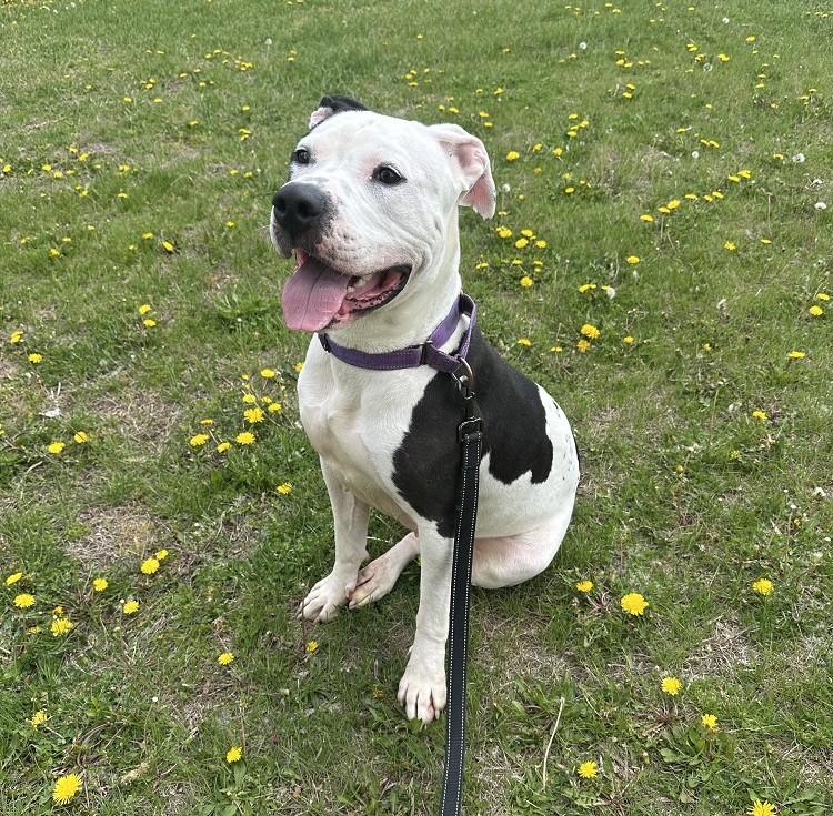 Cake, a ADOPTABLE Pit Bull Terrier in Mason City, IA image 2/3