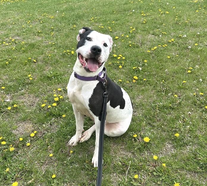 Cake, ADOPTABLE, Adult Female Pit Bull Terrier.