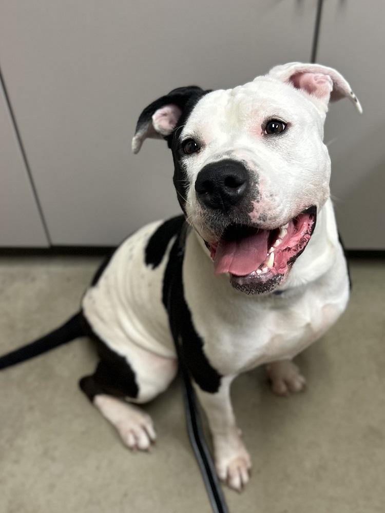Cake, a ADOPTABLE Pit Bull Terrier in Mason City, IA image 3/3
