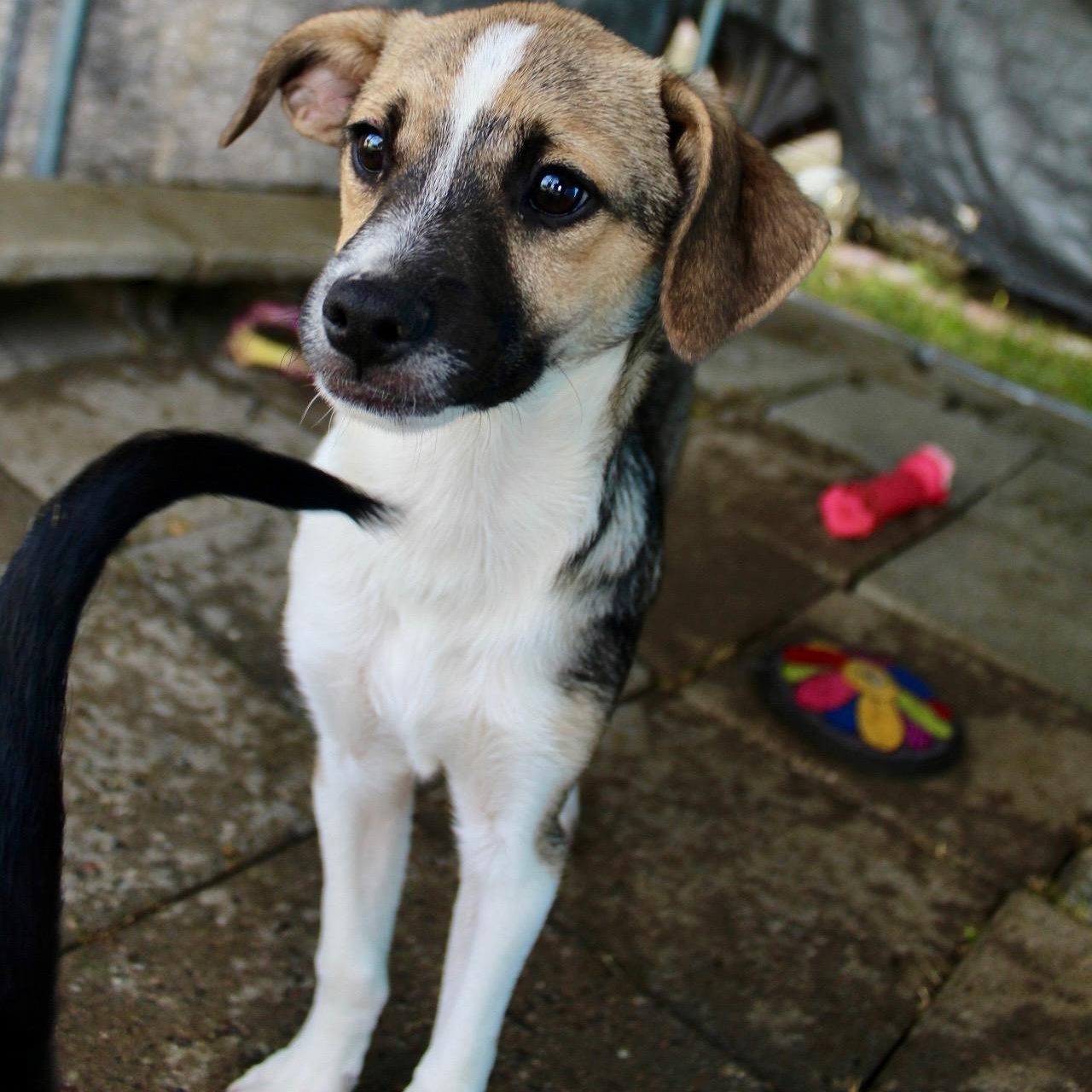 Enlarge Mr. Friendly Duke, a ADOPTABLE mixed breed in Ridgefield, WA image 1/6