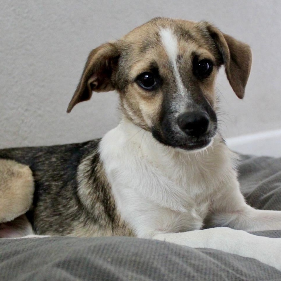 Enlarge Mr. Friendly Duke, a ADOPTABLE mixed breed in Ridgefield, WA image 5/6