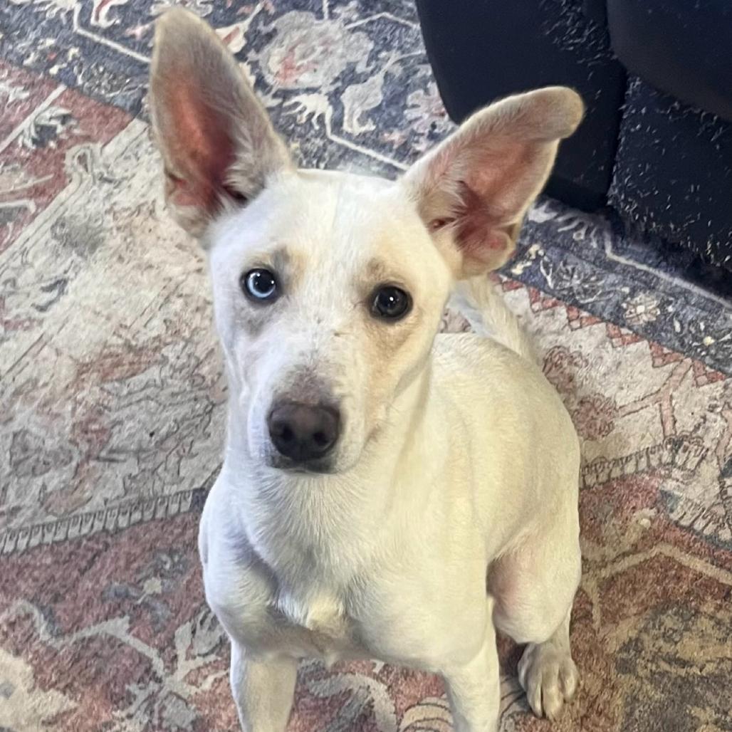 Enlarge Sassy, a Adoptable mixed breed in Clarksville, AR image 1/1