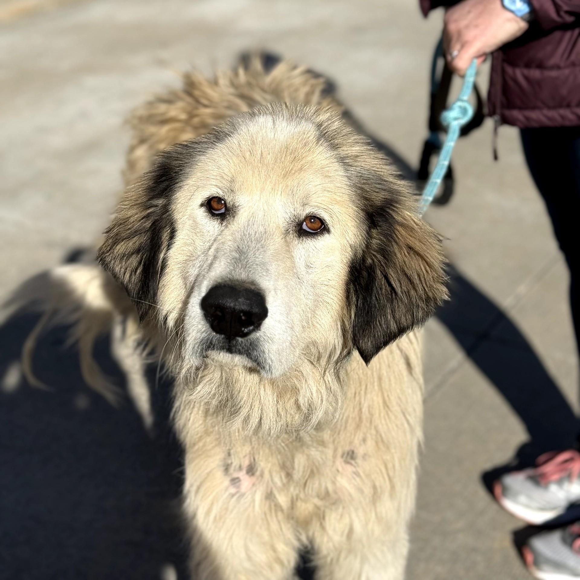 Bear, ADOPTABLE, Adult Male Great Pyrenees.