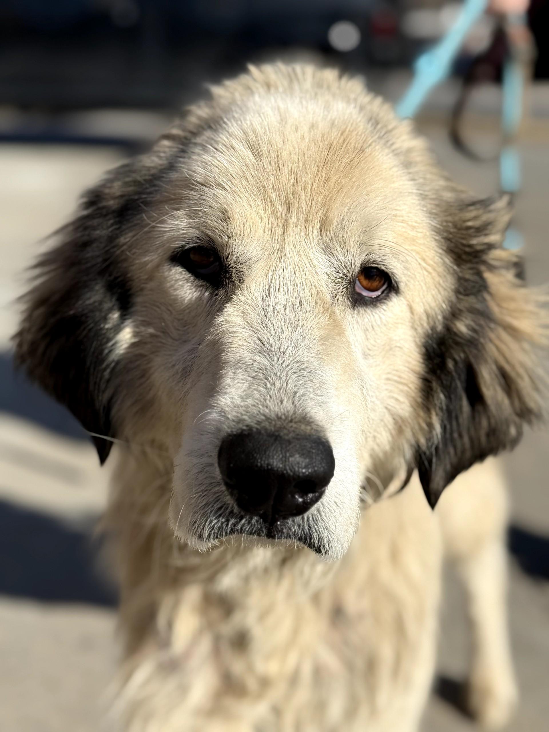 Enlarge Bear, a ADOPTABLE Great Pyrenees in Blue Springs, MO image 2/2