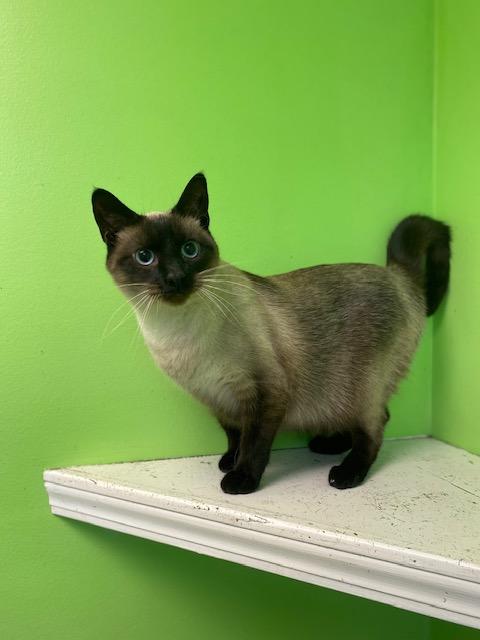 Chocolina, ADOPTABLE, Adult Female Siamese.