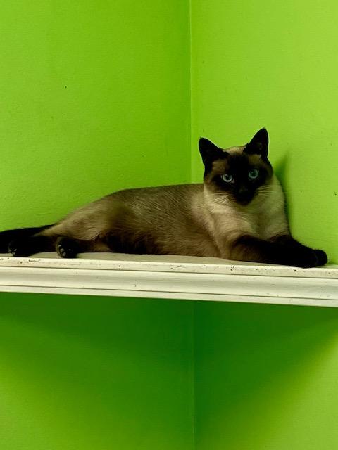 Chocolina, a ADOPTABLE Siamese in Memphis, TN image 2/3