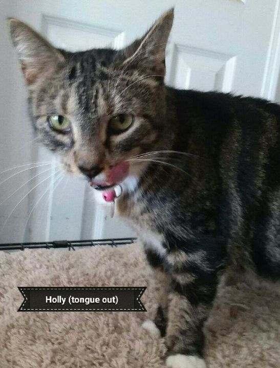 Holly — thumbnail 2