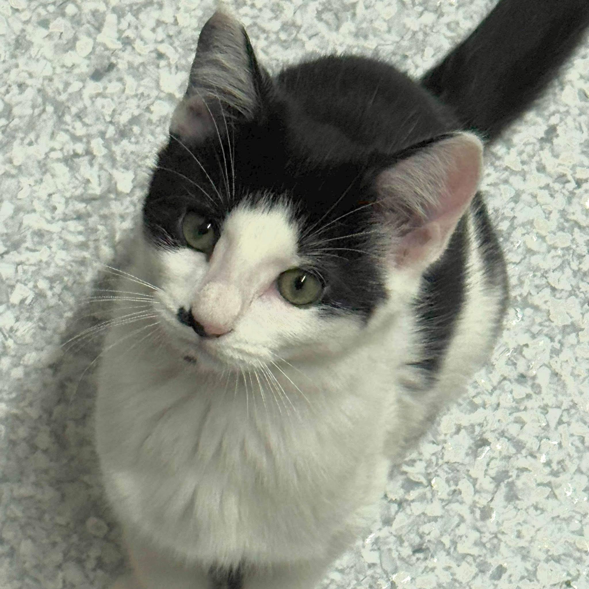 Chex, Adopted, Young Male Domestic Short Hair.