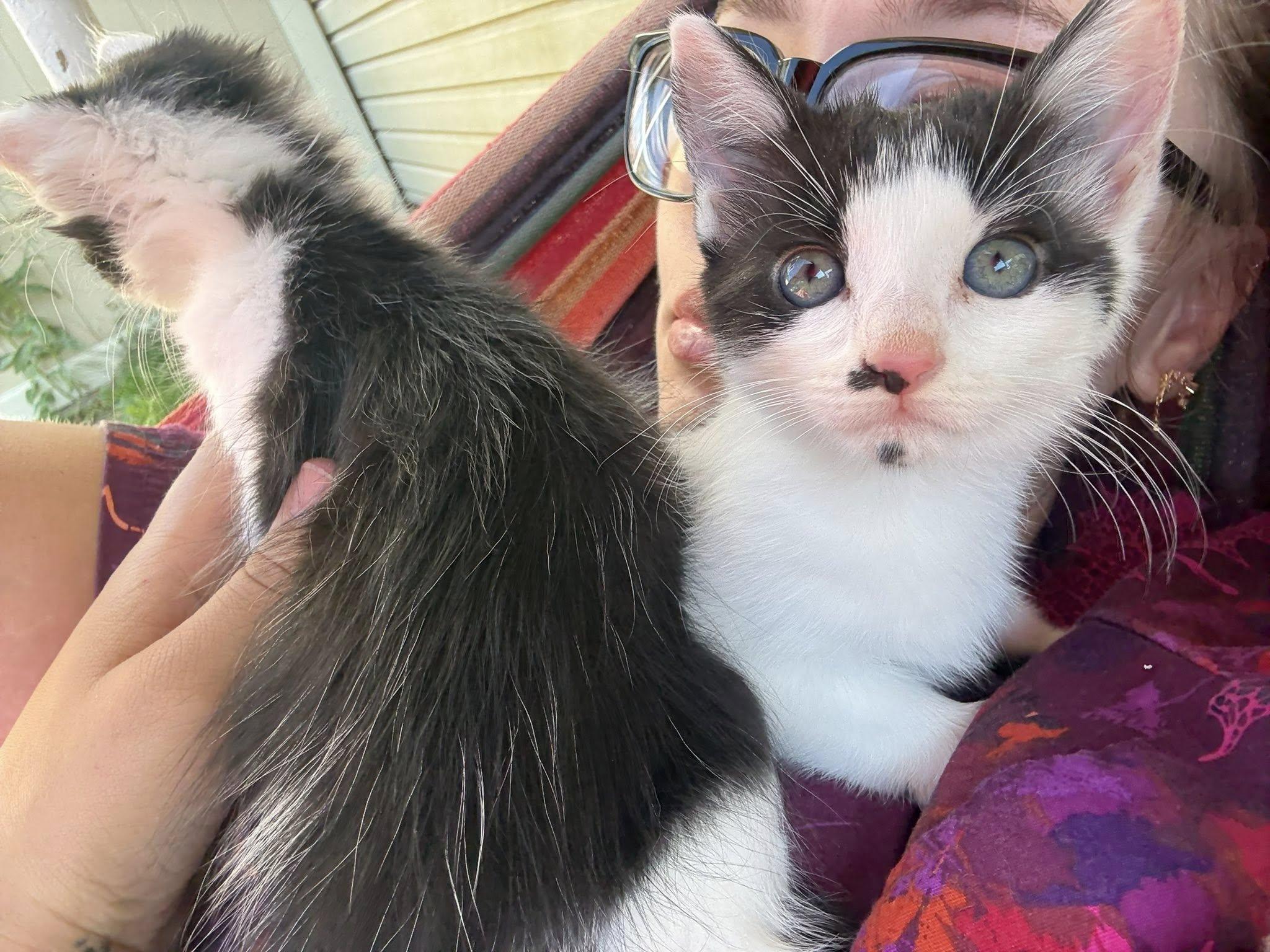 Enlarge Chex, a Adopted Domestic Short Hair in Pottsville, PA image 2/2