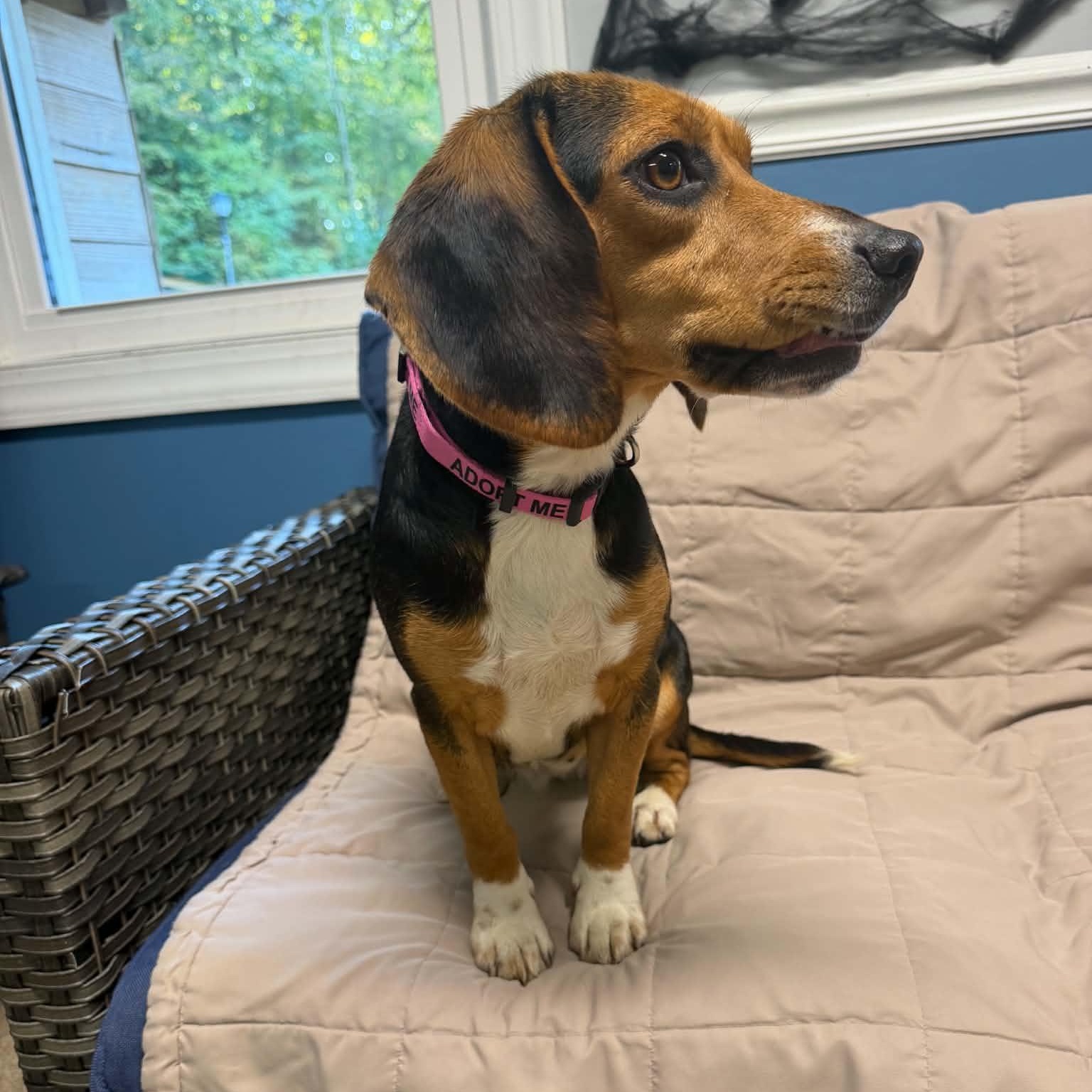 Enlarge Willa, a Adoptable Beagle in Sunderland, MD image 4/4