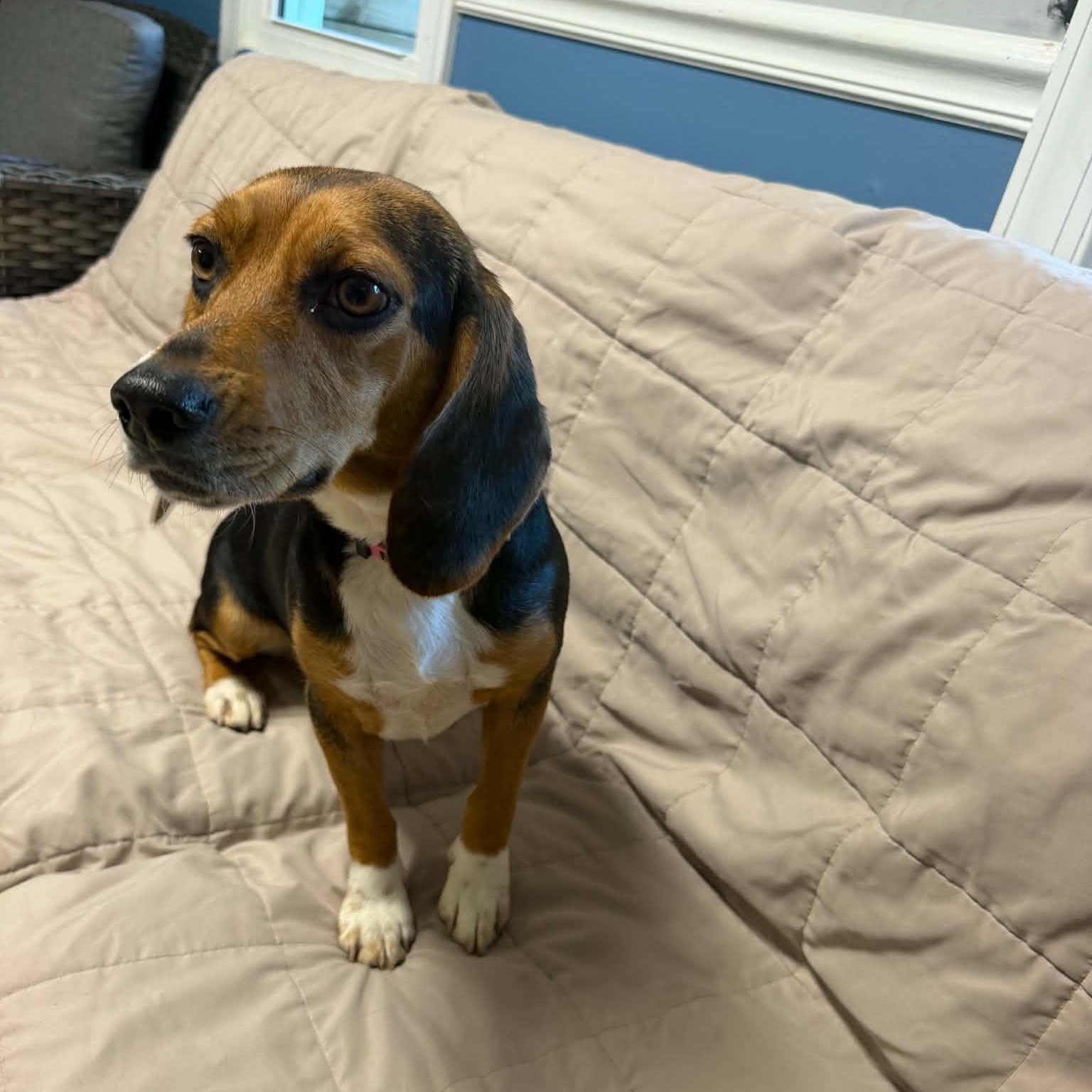 Willa, Adoptable, Young Female Beagle.