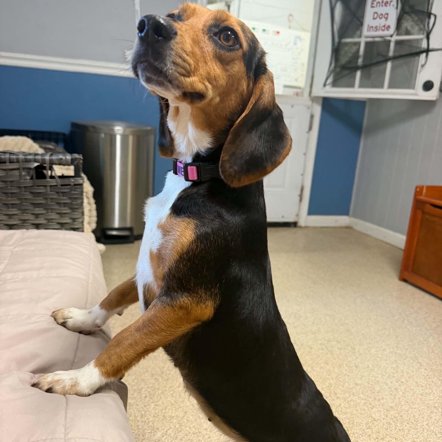 Enlarge Willa, a Adoptable Beagle in Sunderland, MD image 2/4