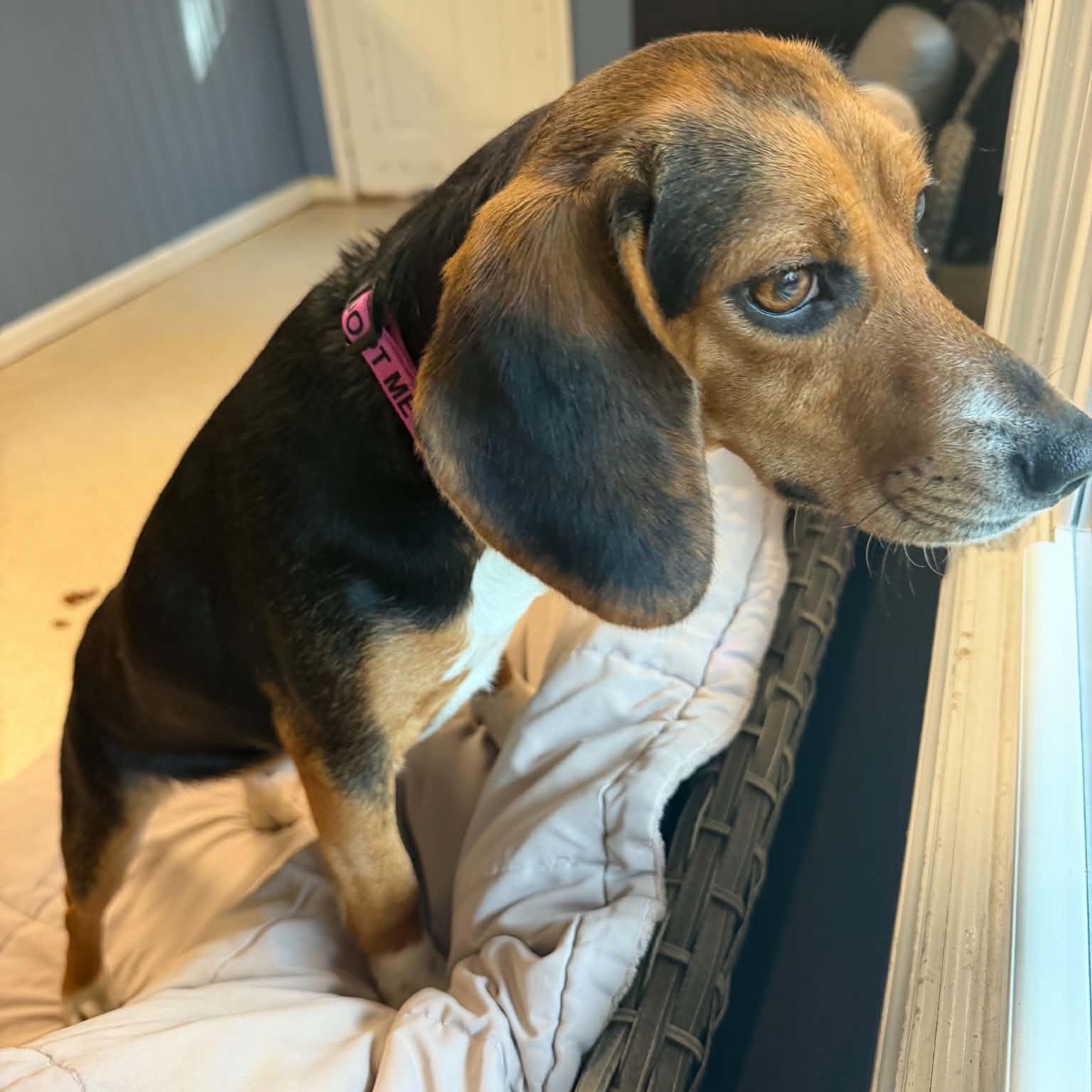 Enlarge Willa, a Adoptable Beagle in Sunderland, MD image 3/4