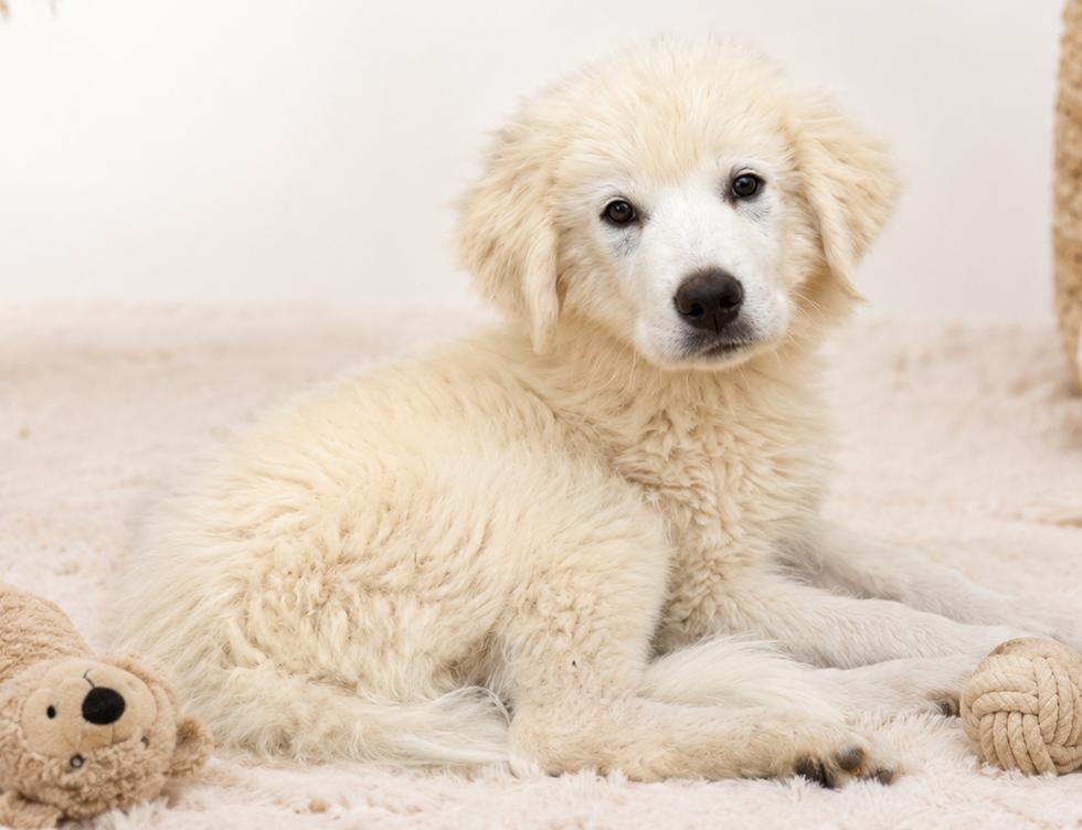 Vanilla Bean, an adopted Great Pyrenees in Kiowa, OK image 5/6