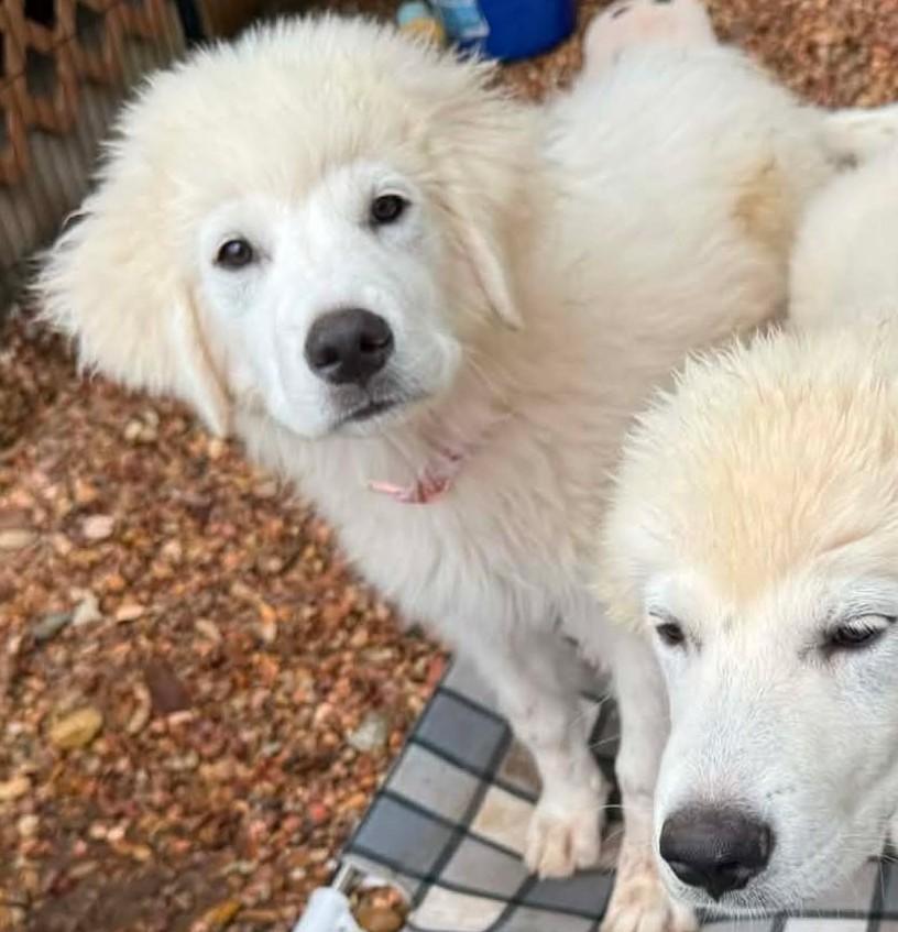 Vanilla Bean, an adopted Great Pyrenees in Kiowa, OK image 6/6