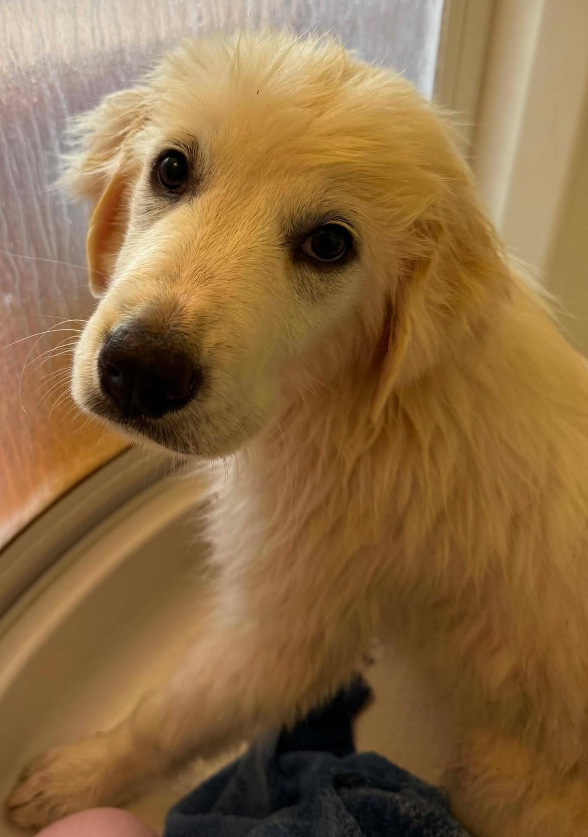 Vanilla Bean, an adopted Great Pyrenees in Kiowa, OK image 4/6
