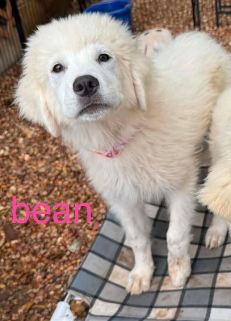 Vanilla Bean, an adopted Great Pyrenees in Kiowa, OK image 2/6