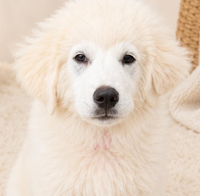 Vanilla Bean, adopted, Puppy Female Great Pyrenees.