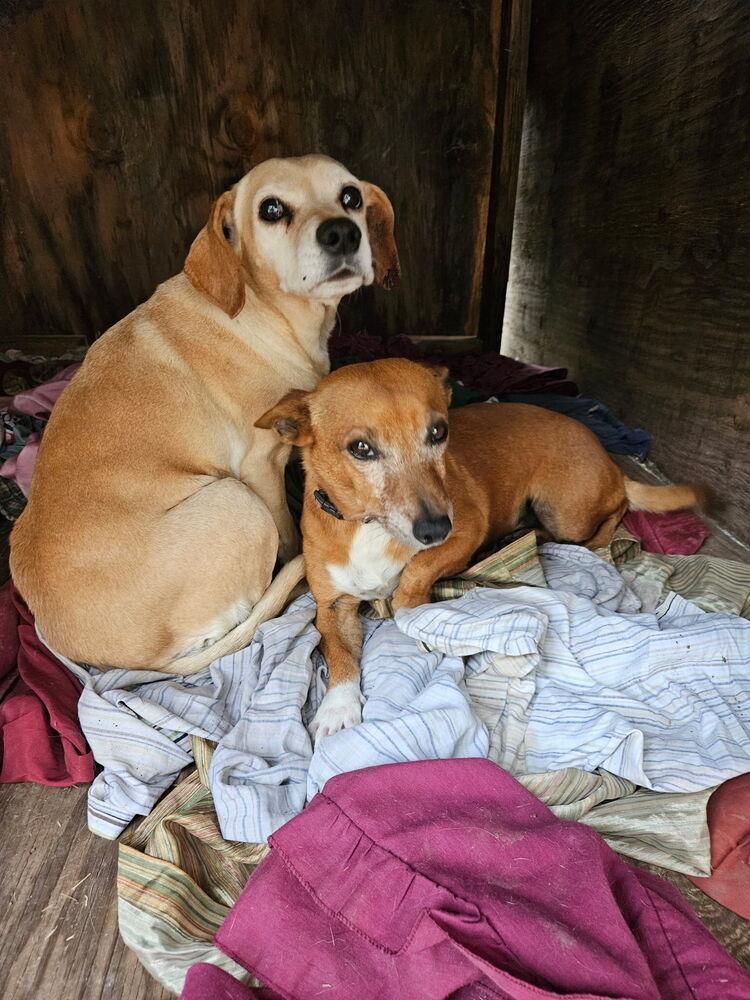 Simon, Adoptable, Senior Male Chihuahua & Dachshund.