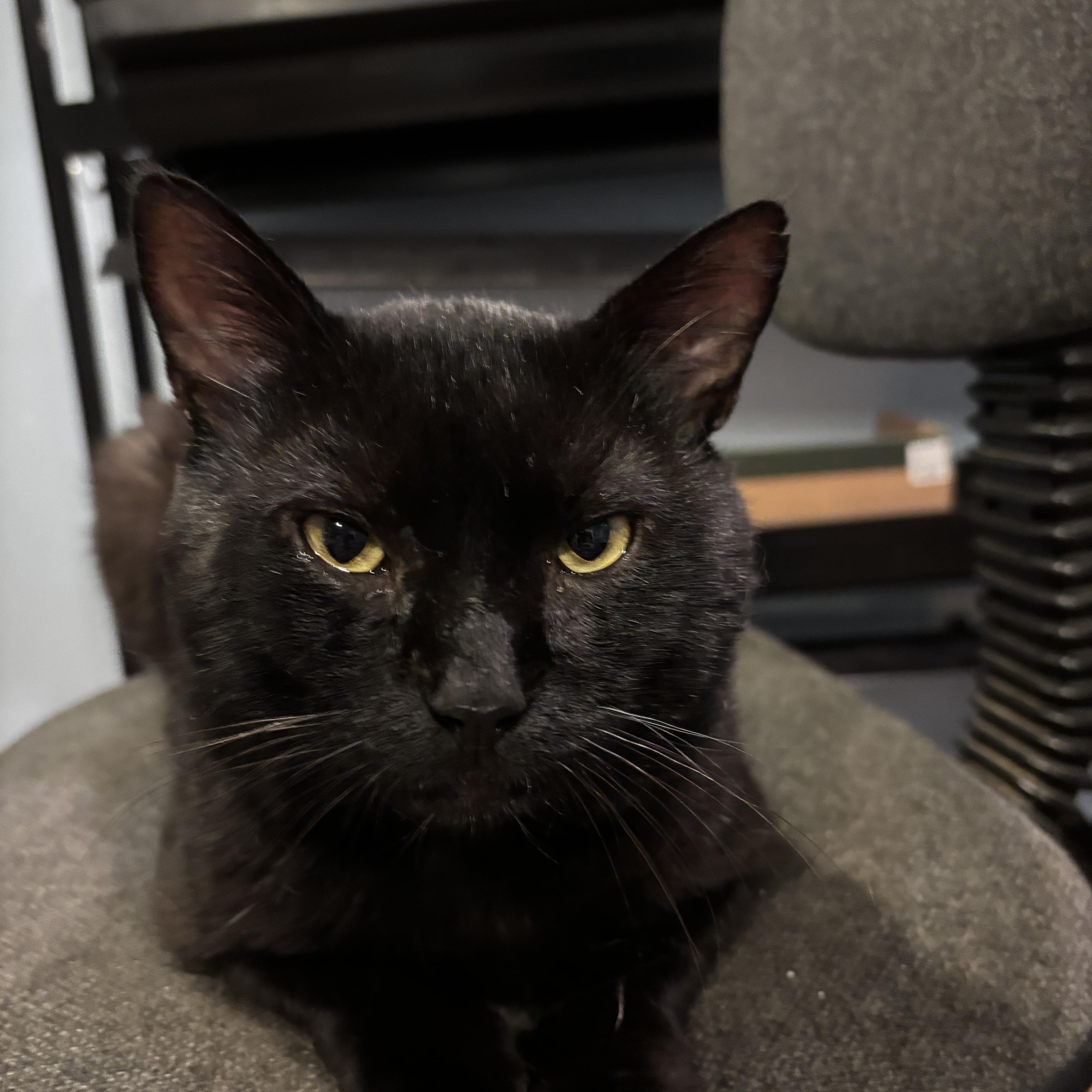 Spooky, Young Male Domestic Short Hair