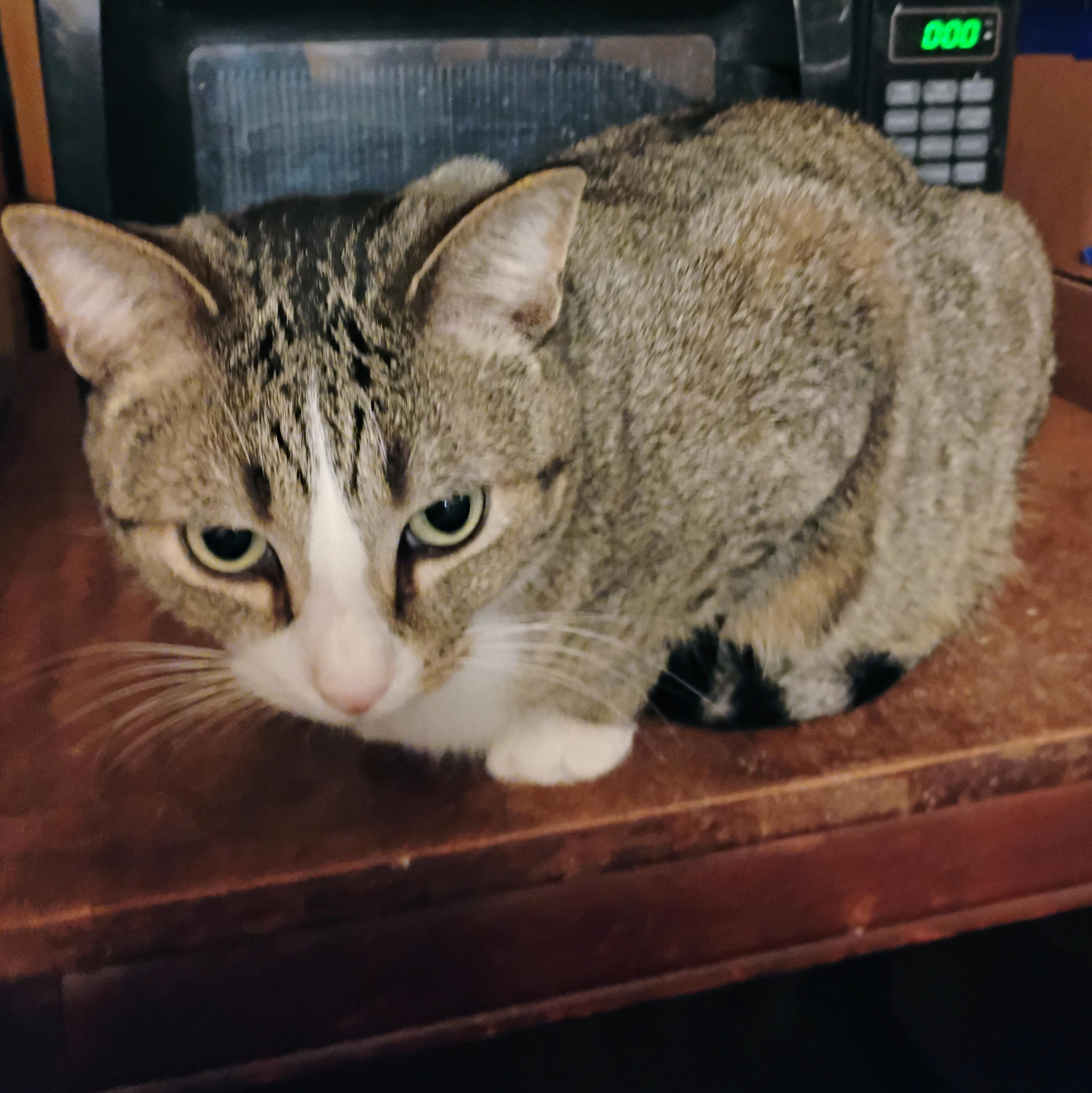 Enlarge HOWIE, a Adopted mixed breed in Andover, KS image 4/4