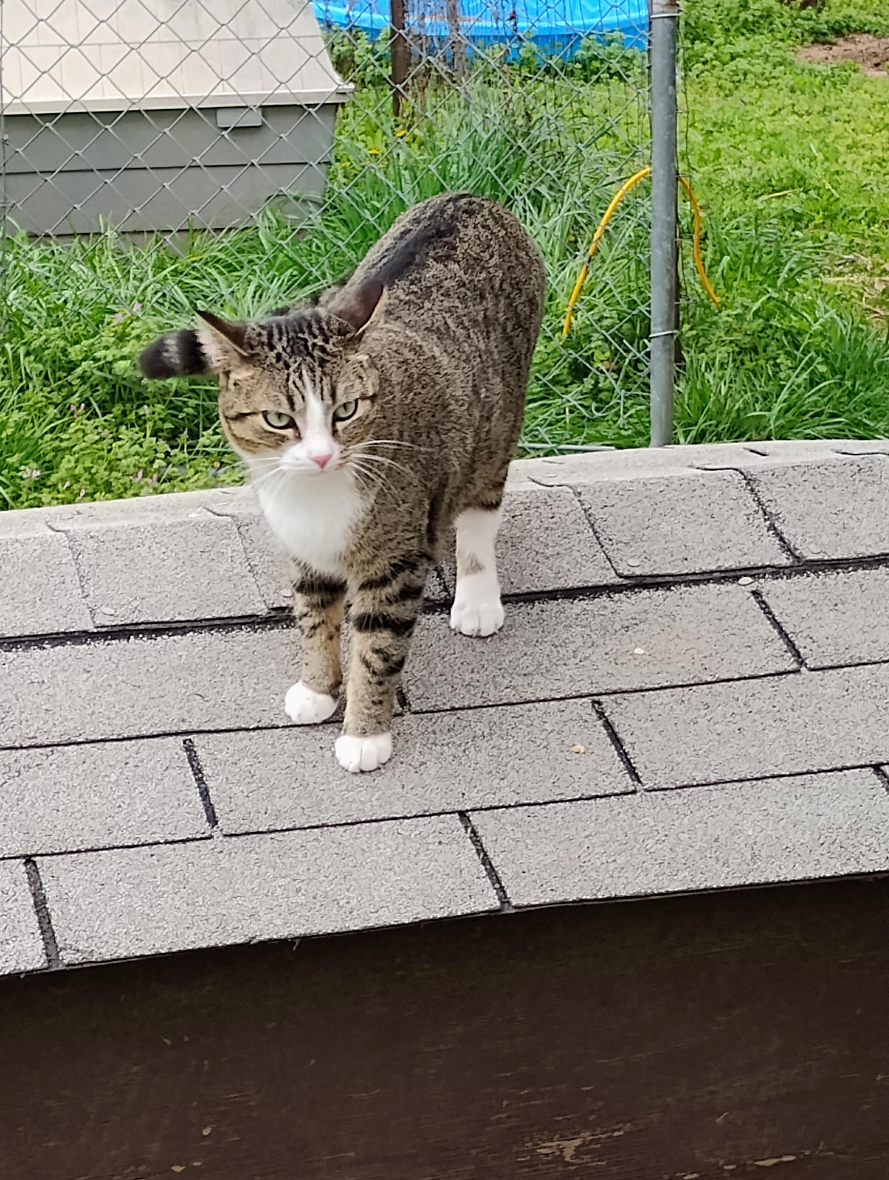 Enlarge HOWIE, a Adopted mixed breed in Andover, KS image 2/4