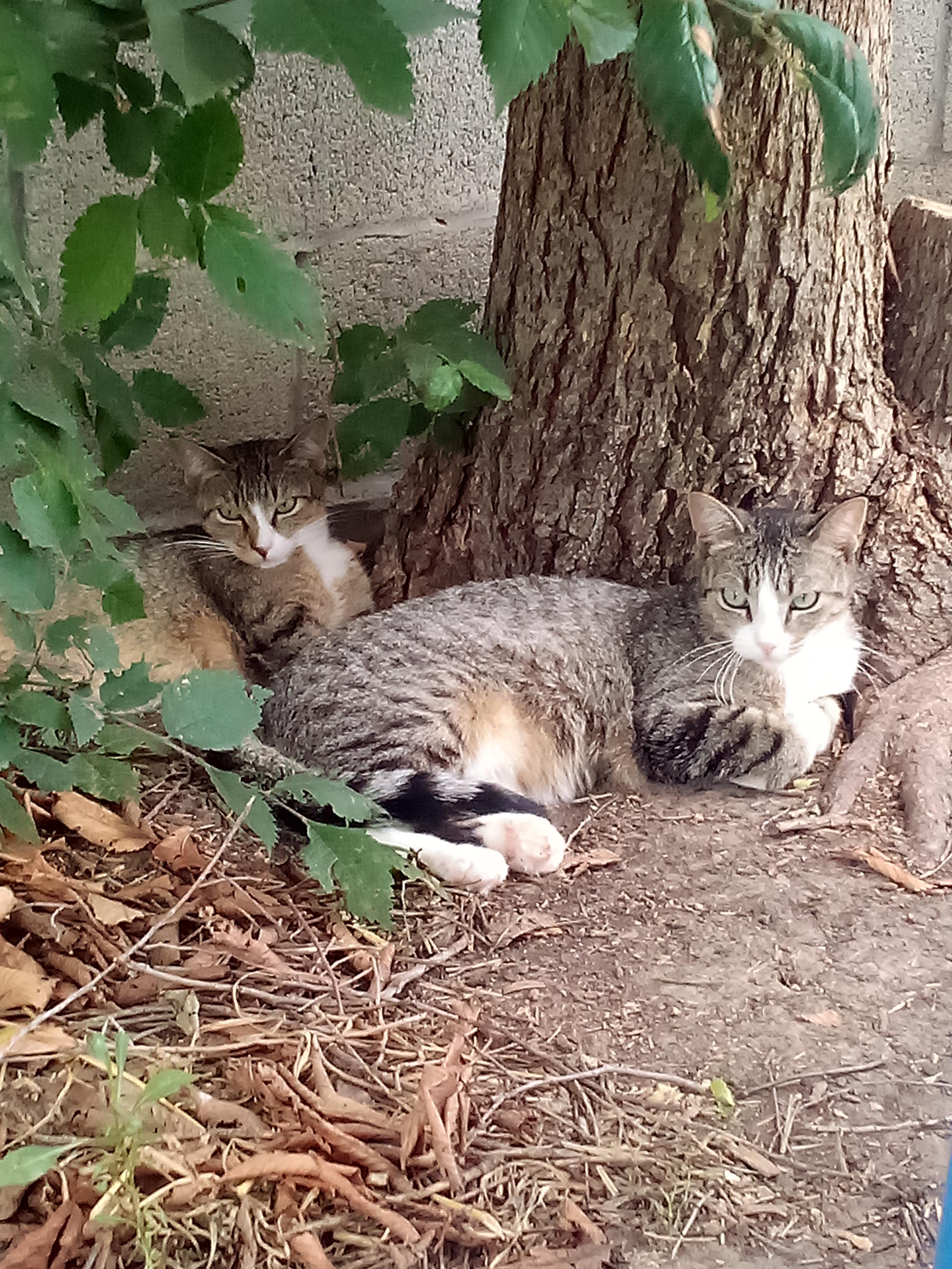 Enlarge HOWIE, a Adopted mixed breed in Andover, KS image 3/4