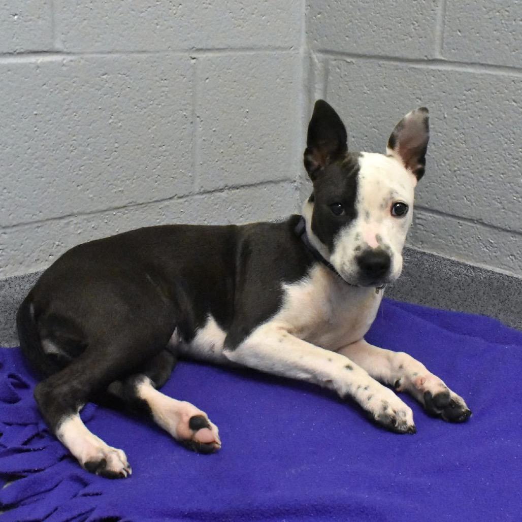 Enlarge Hazel, a Adoptable Mixed Breed in Aberdeen, NC image 1/6