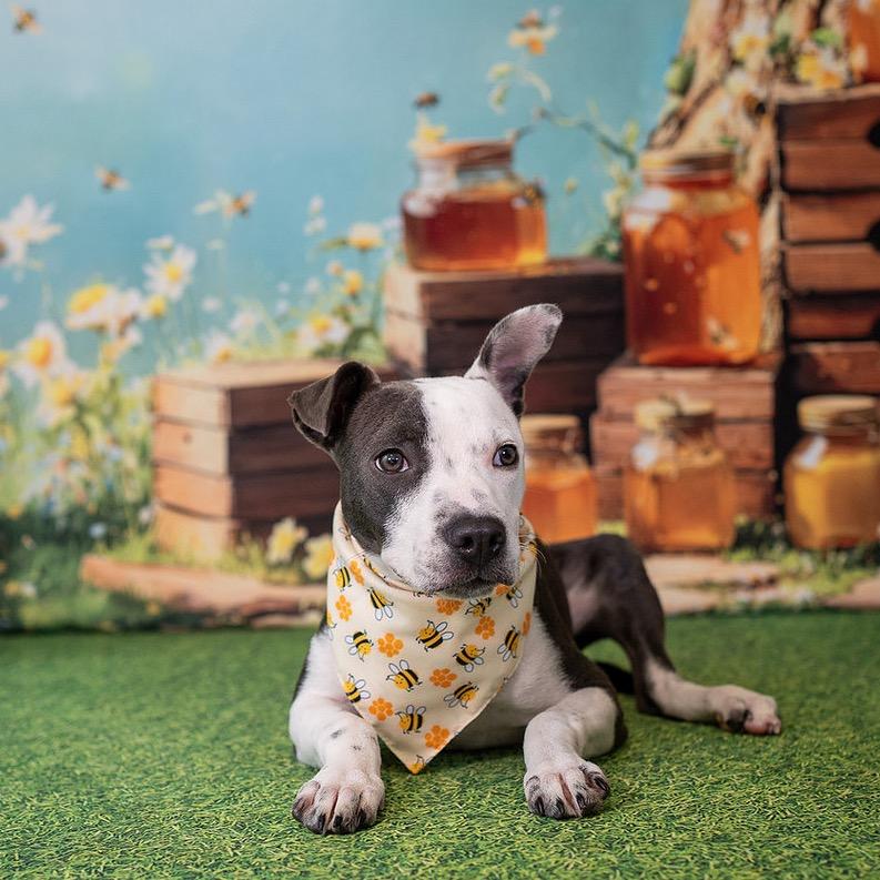 Enlarge Hazel, a Adoptable Mixed Breed in Aberdeen, NC image 3/6