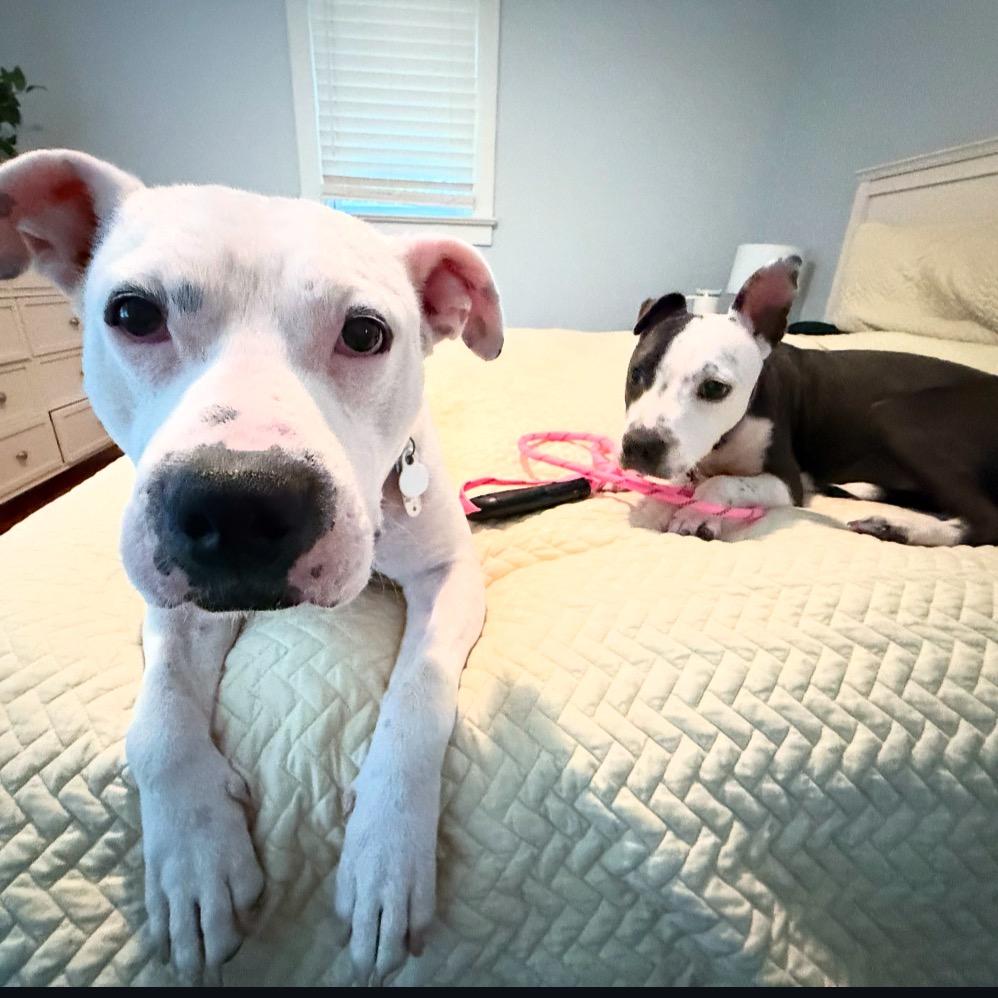 Enlarge Hazel, a Adoptable Mixed Breed in Aberdeen, NC image 4/6