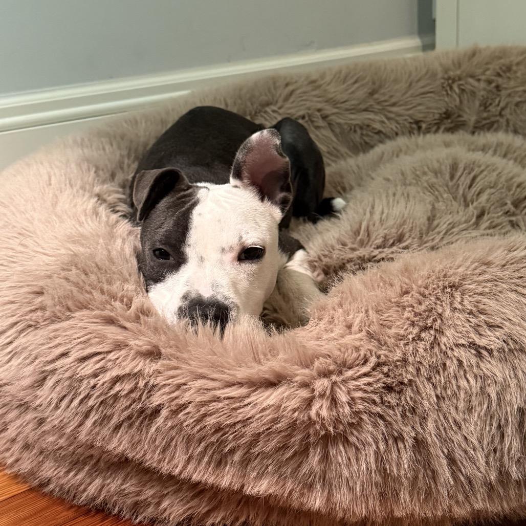 Enlarge Hazel, a Adoptable Mixed Breed in Aberdeen, NC image 5/6