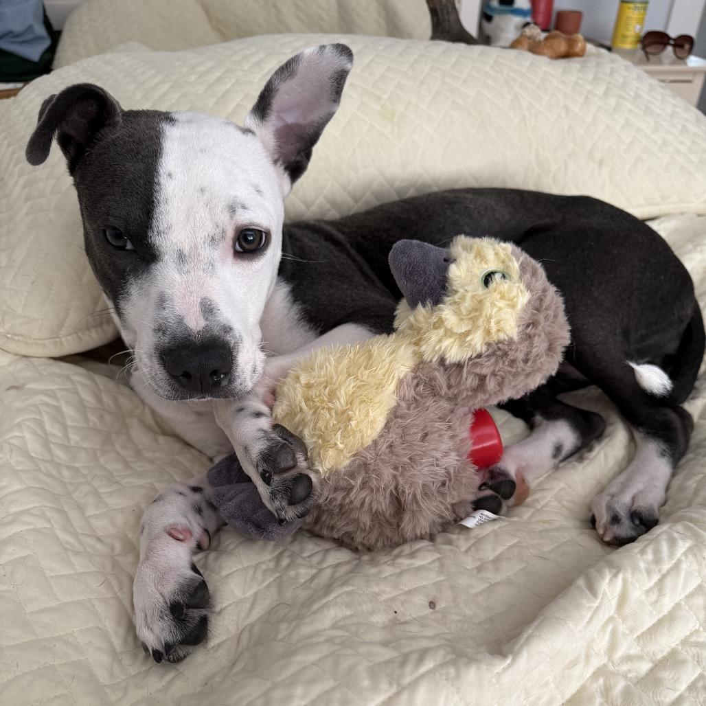 Enlarge Hazel, a Adoptable Mixed Breed in Aberdeen, NC image 6/6