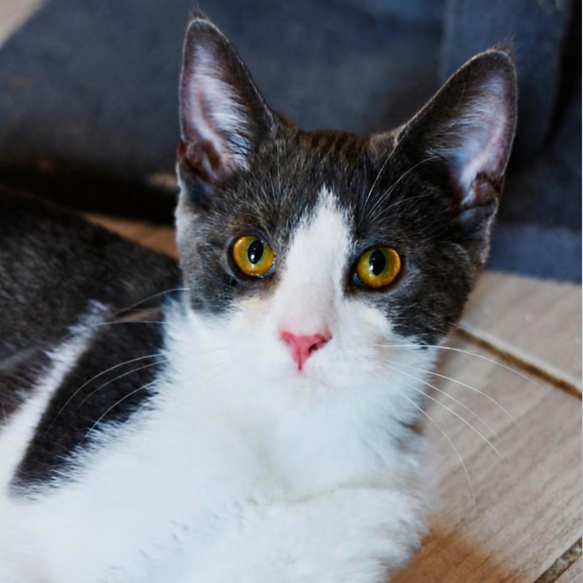 Enlarge Riley, a Adoptable Domestic Short Hair in Mount Rainier, MD image 1/3