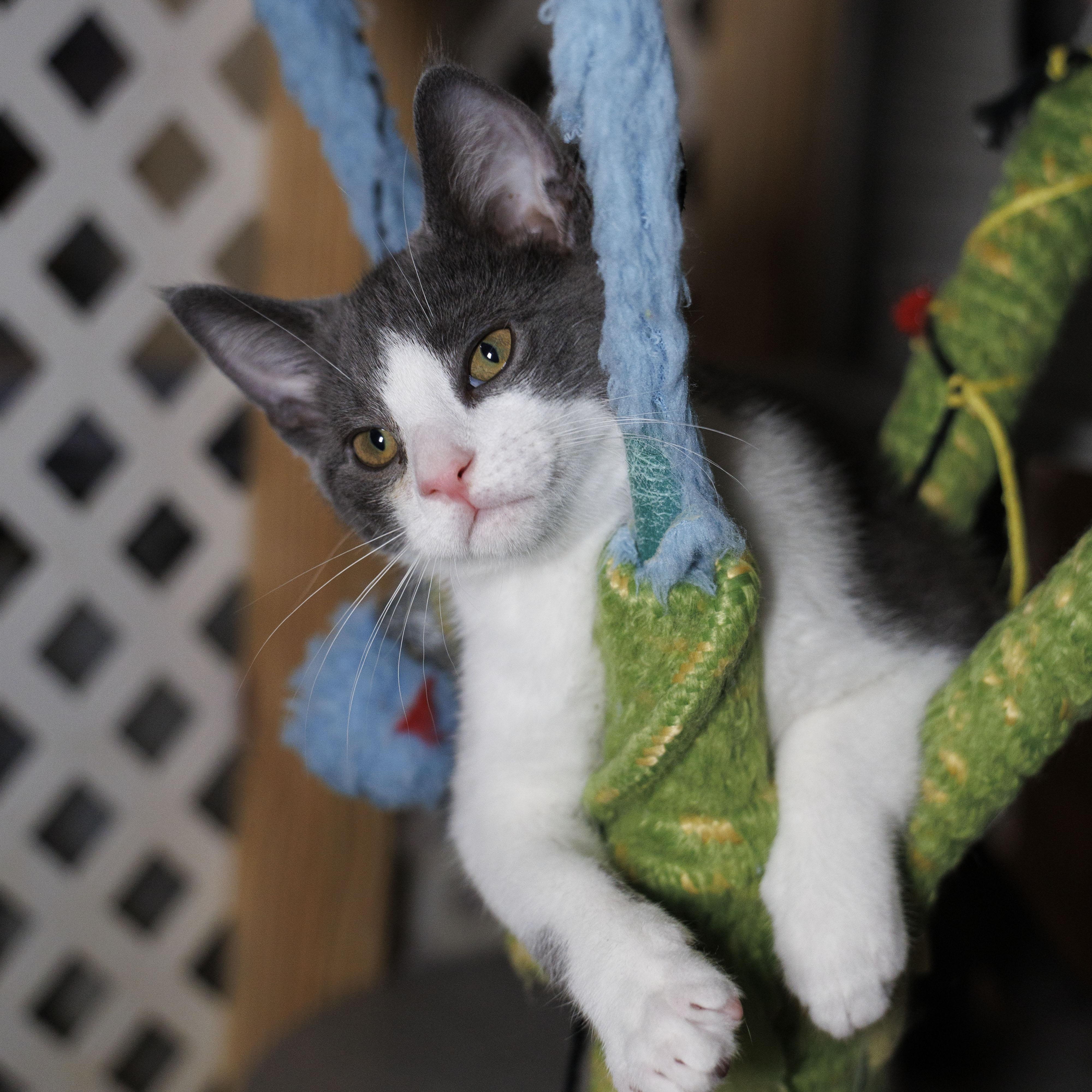 Enlarge Riley, a Adoptable Domestic Short Hair in Mount Rainier, MD image 2/3