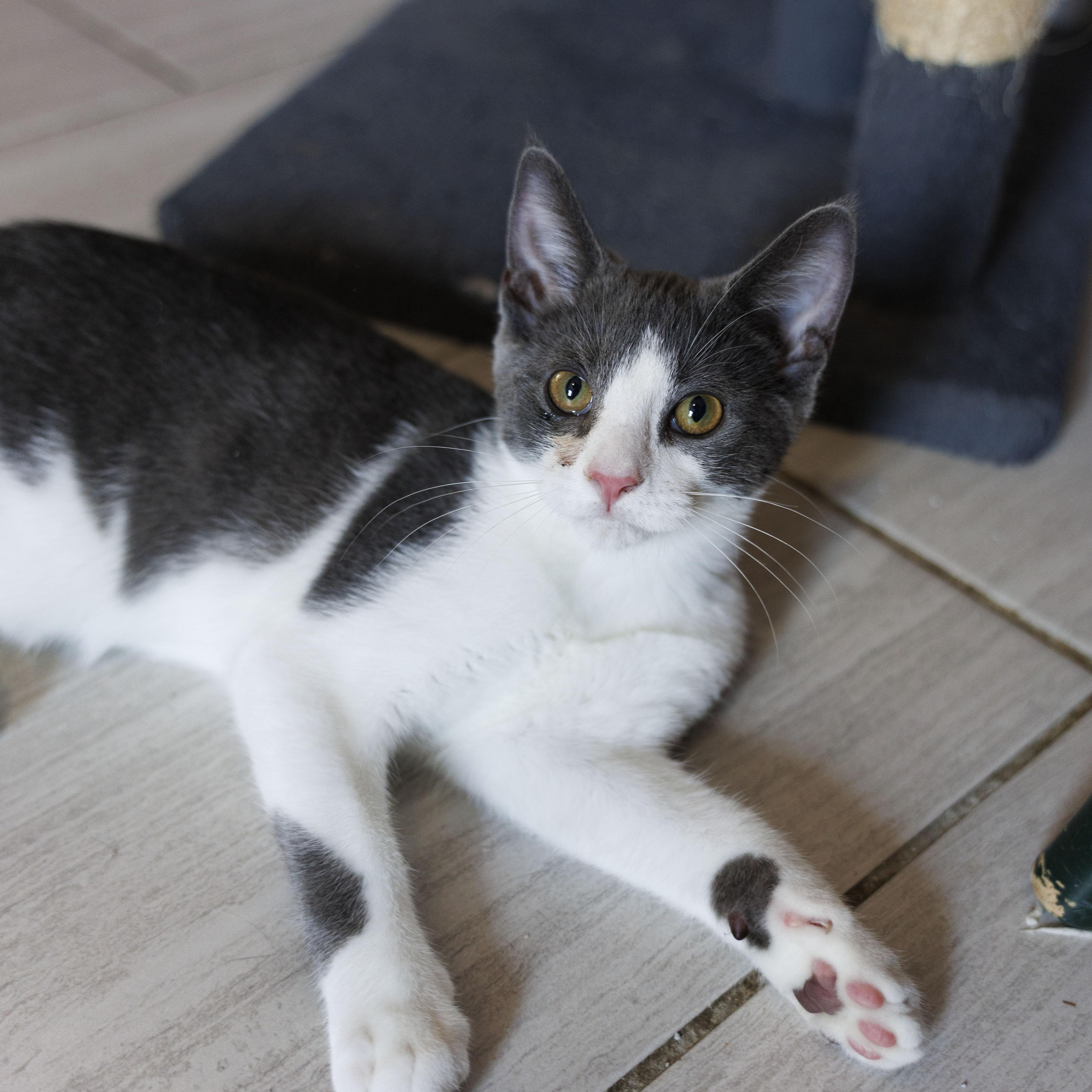 Enlarge Riley, a Adoptable Domestic Short Hair in Mount Rainier, MD image 3/3