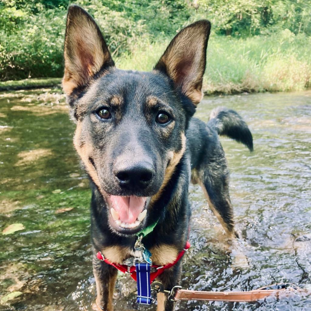 Wawa, Adoptable, Young Male German Shepherd Dog & Mixed Breed.