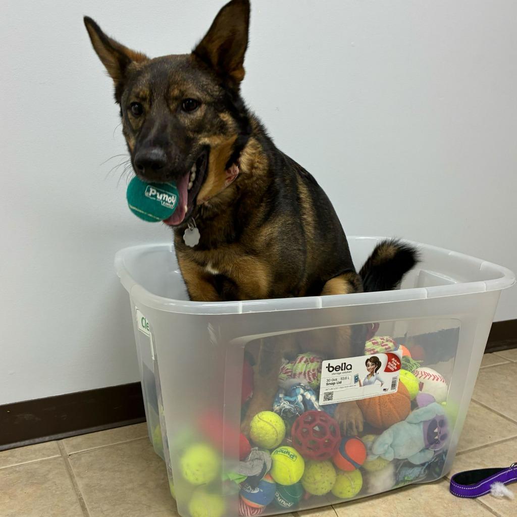 Wawa, Adoptable, Young Male German Shepherd Dog & Mixed Breed.