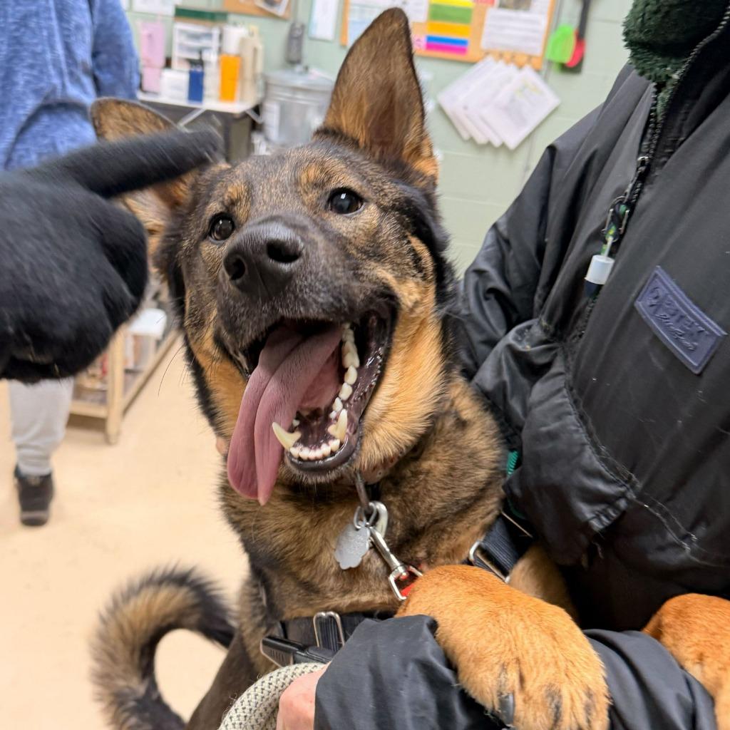 Enlarge Wawa, a Adoptable mixed breed in State College, PA image 5/6